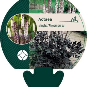 Actaea simp. Atropurpurea - P9