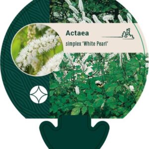 Actaea simp. White Pearl - P9