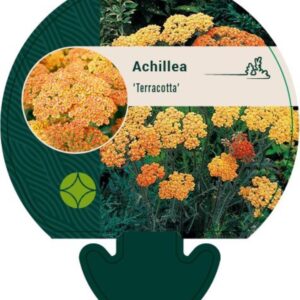 Achillea Terracotta - P9