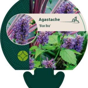 Agastache Blue Boa - P9