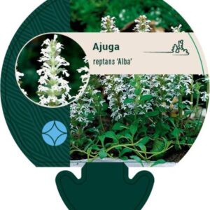 Ajuga reptans Alba - P9