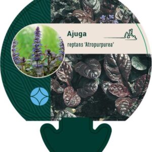 Ajuga reptans Atropurpurea - P9