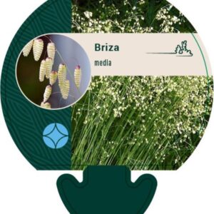 Briza media - P9