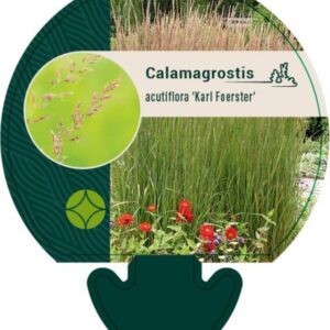 Calamagrostis acut. Karl Foerster - P9