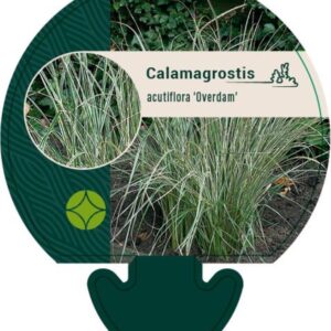 Calamagrostis acut. Overdam - P9