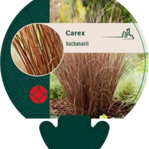 Carex buchananii - P9