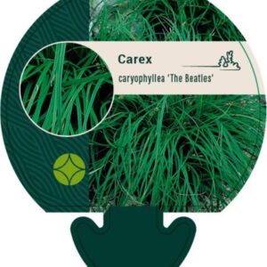 Carex caryophyllea the Beatles - P9