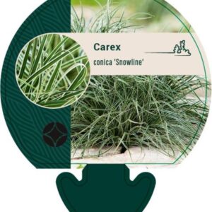 Carex conica Snowline - P9