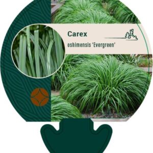 Carex oshim. Evergreen - P9