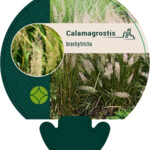 Calamagrostis brachytricha - P9