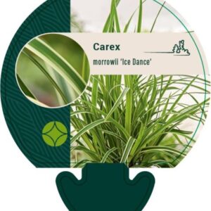 Carex morrowii Ice Dance - P9