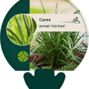 Carex morrowii Irish Green - P9