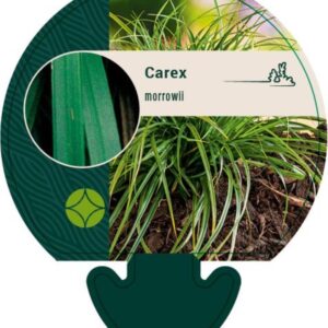 Carex morrowii - P9
