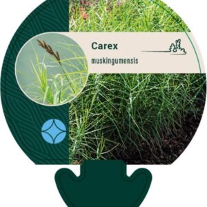 Carex muskingumensis - P9