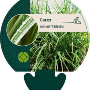 Carex morrowii Variegata - P9