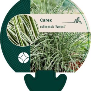 Carex oshimensis Everest® - P9