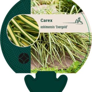 Carex oshim. Evergold - P9