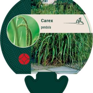 Carex pendula - P9