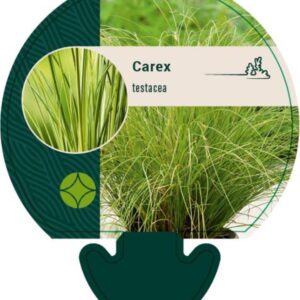 Carex testacea - P9
