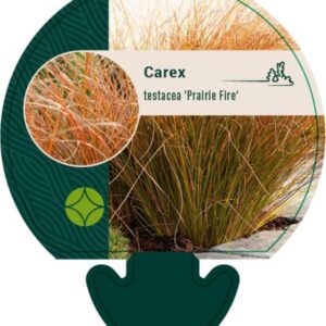 Carex testacea Prairie Fire - P9