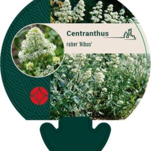 Centranthus ruber Albus - P9