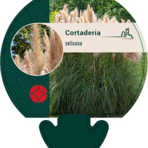 Cortaderia selloana - P9