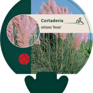 Cortaderia sell. Rosea - P9