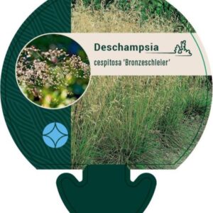 Deschampsia cesp. Bronzeschleier - P9