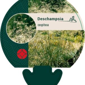 Deschampsia cespitosa - P9