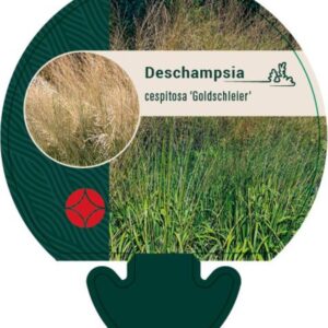 Deschampsia cesp. Goldschleier - P9