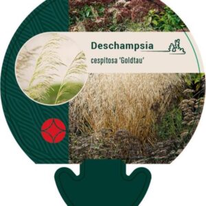 Deschampsia cesp. Goldtau - P9