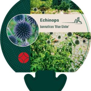 Echinops bannaticus ‘Blue Globe’ P9