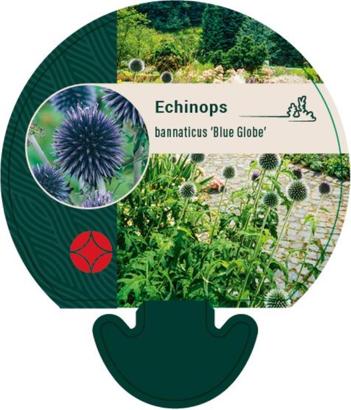 Echinops bannaticus Blue Globe - P9 1 Echinops bannaticus ‘Blue Globe’ P9