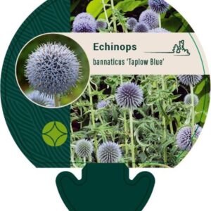 Echinops bannaticus Taplow Blue - P9