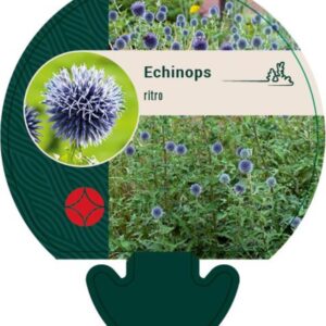 Echinops ritro - P9