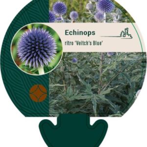 Echinops ritro Veitchs Blue - P9