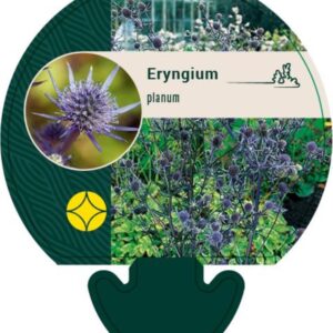 Eryngium planum - P9