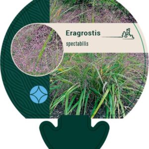 Eragrostis spectabilis - P9