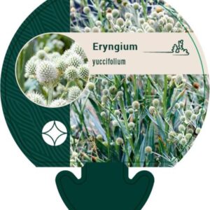 Eryngium yuccifolium - P9