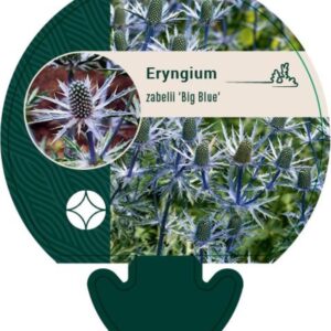 Eryngium zabelii Big Blue - P9