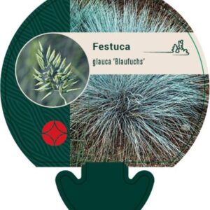 Festuca glauca Blaufuchs - P9