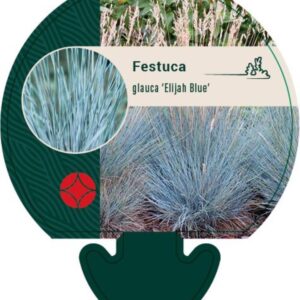Festuca glauca Elijah Blue - P9