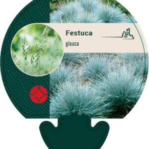 Festuca glauca - P9