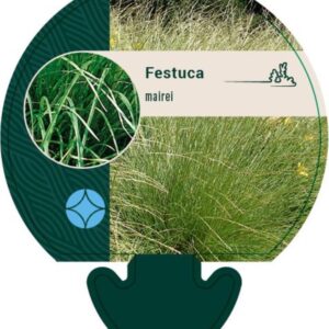 Festuca mairei - P9