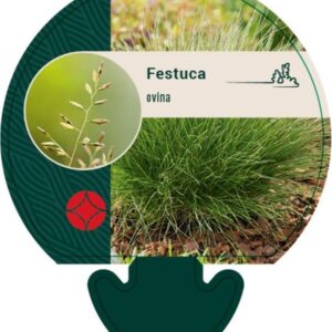 Festuca ovina - P9