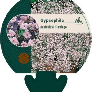 Gypsophila pan. Flamingo - P9