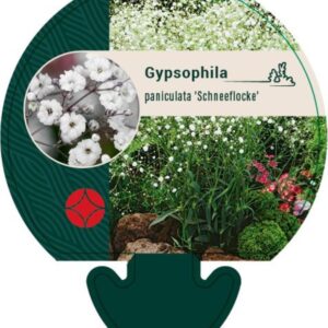 Gypsophila pan. Schneeflocke - P9