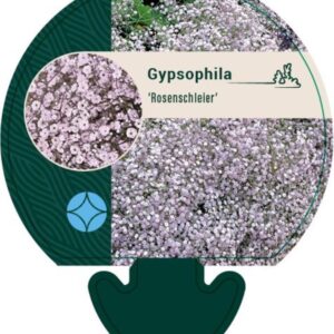 Gypsophila Rosenschleier - P9