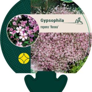 Gypsophila repens Rosea - P9