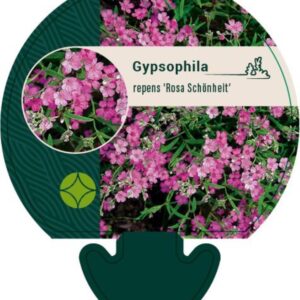 Gypsophila repens Rosa Schönheit - P9